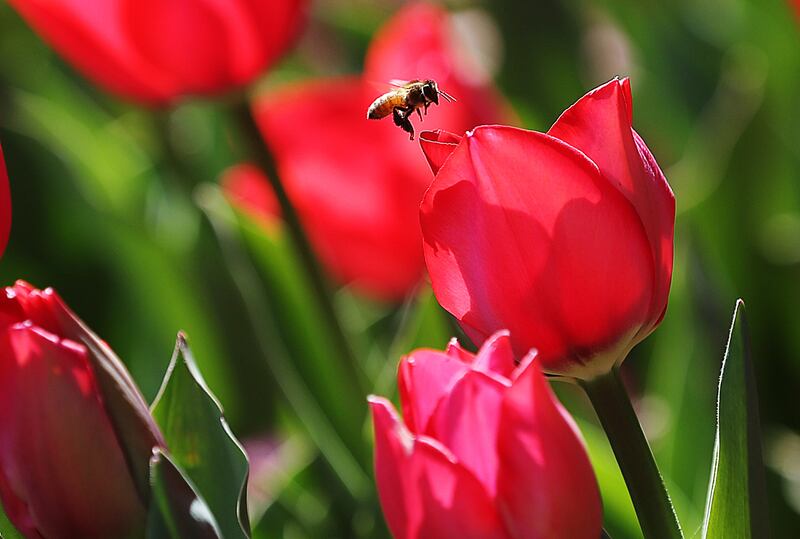 Bees buzz from flower to flower as the tulips begin opening at Thanksgiving Point in Lehi in preparation for their 14th annual festival, on Monday, April 9, 2018.