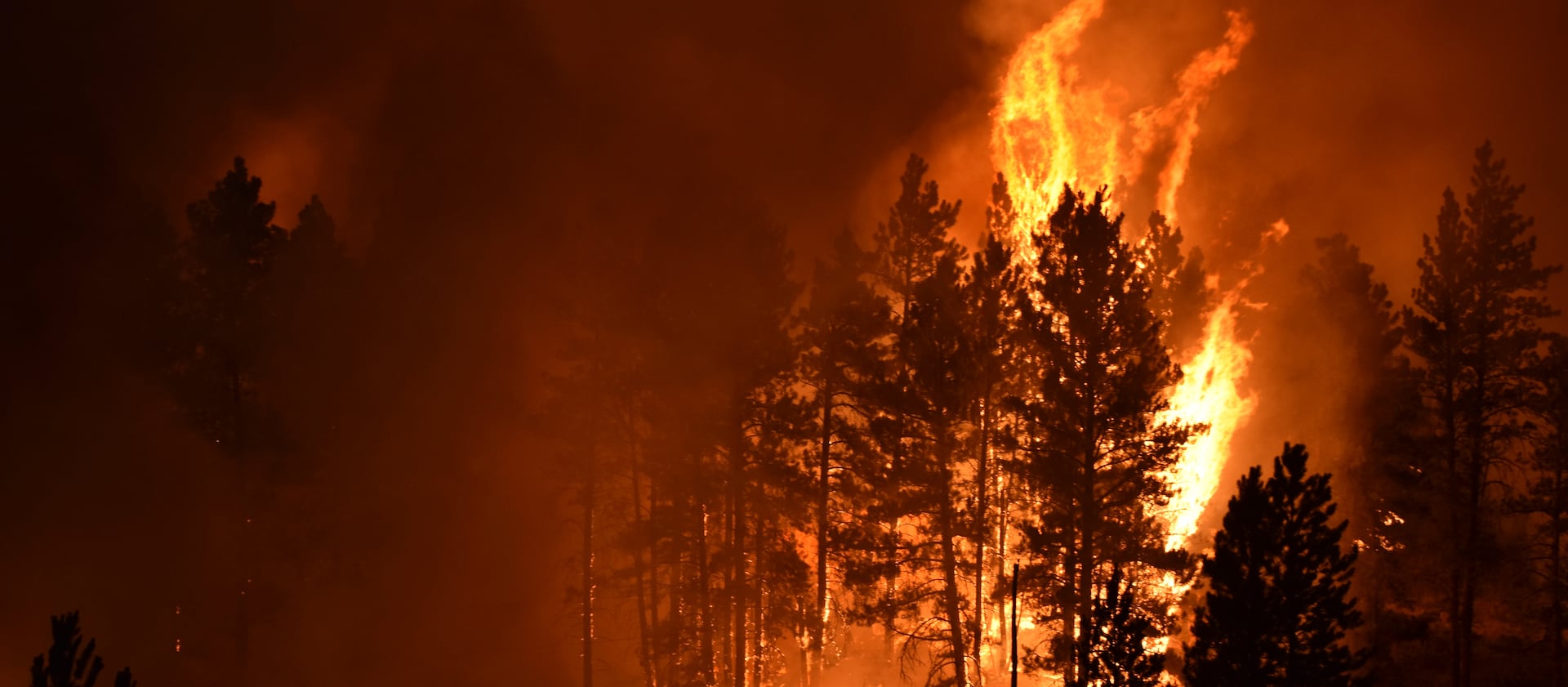 A tree goes up in flames as a wildfire burns on the Northern Cheyenne Indian Reservation near Lame Deer, Mont.