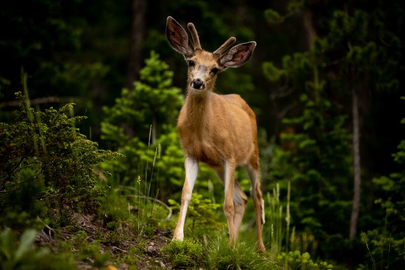 A deer walks near the headwater of the Colorado River in Rocky Mountain National Park in Colorado on Thursday, July 14, 2022.