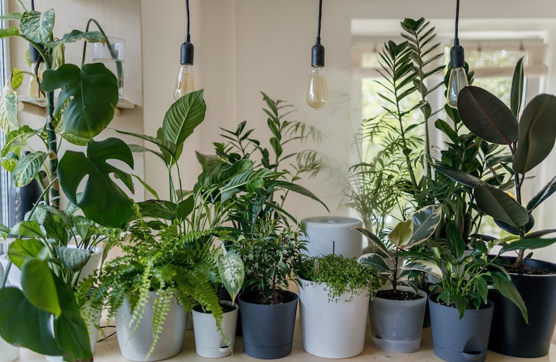 There are many great options for Christmas gifts for your plant loving friends and family.