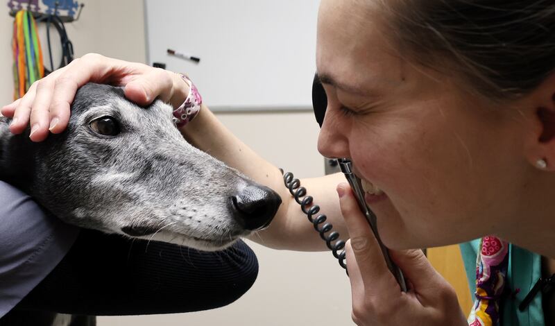 Dr. Alex Lynn examines Dash at Hunter Animal Hospital in West Valley City on Monday, Dec. 5, 2022.