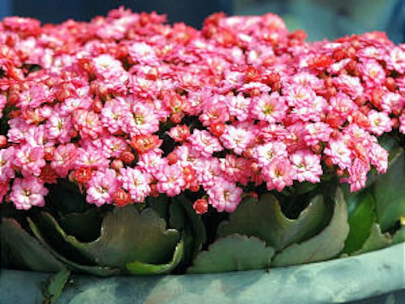 The Calandiva Birken is an iridescent hot pink and fully rose-form kalanchoe. The flowers are boldly colorful and perfectly double, with a sturdy branching habit that allows the flowers to form an almost solid carpet of color on top.