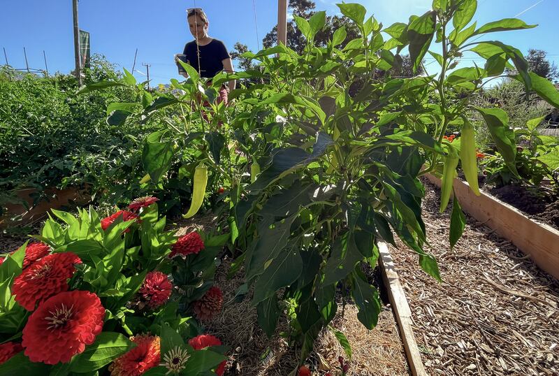 Plants grow at Harrison Community Garden on Thursday morning. The garden opened this year.