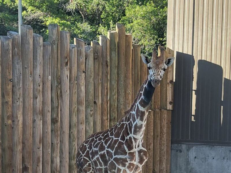 Ja Raffe, a new giraffe at Hogle Zoo in Salt Lake City, Utah, arrived recently from Memphis Zoo in Tennessee.