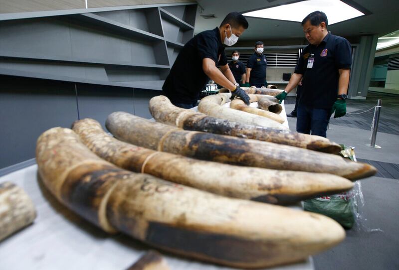 Thai customs officials display seized ivory tusks.