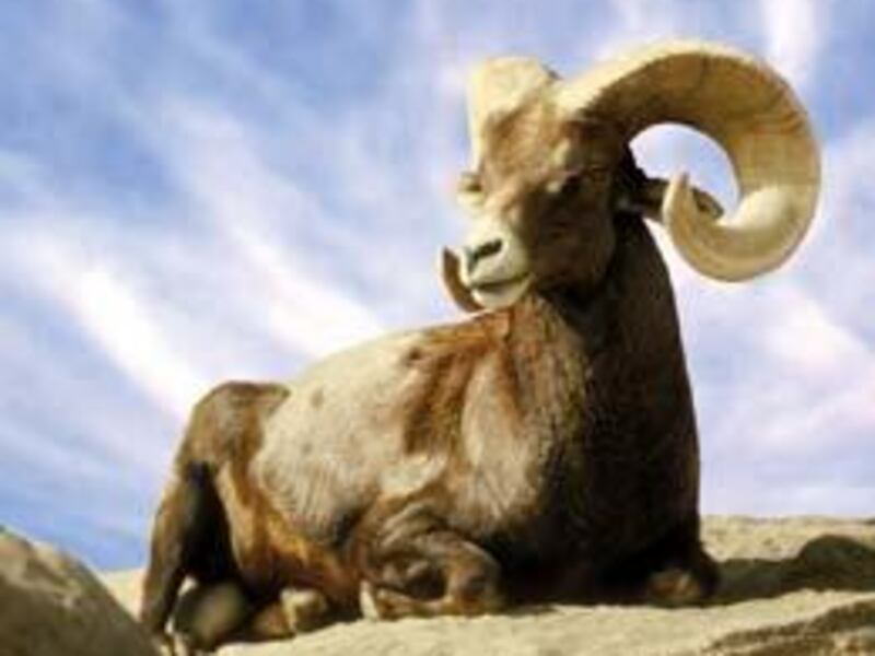 The desert bighorn sheep have a solid, stocky and muscular body on short legs. They are not as stocky as the Rocky Mountain bighorn, and their horns are flatter and spread out more from their heads.