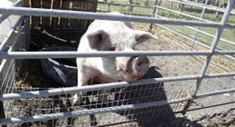LeRoy, an attraction at Hee Haw Farms, is a 1,200 pound, 5-year-old pig who enjoys not only a juicy pumpkin, but corncobs, gourds and doughnuts. The farm also features African fainting goats and a corn maze.