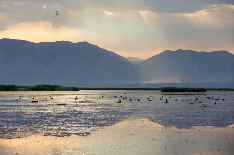 Birds float on the water of the Great Salt Lake wetlands.