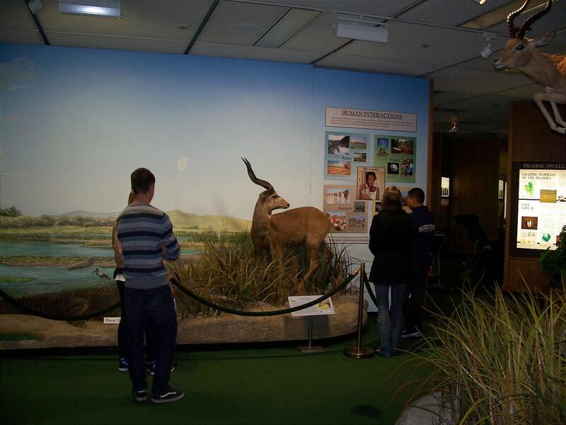 Visitors to the Monte L. Bean Museum at BYU take in the museum's extensive display of African animals.