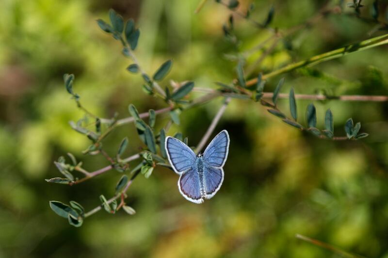 A reverdin’s blue butterfly (plebejus argyrognomon) sits on flower at a wildlife sanctuary in Milovice, Czech Republic, Wednesday, July 22, 2020.