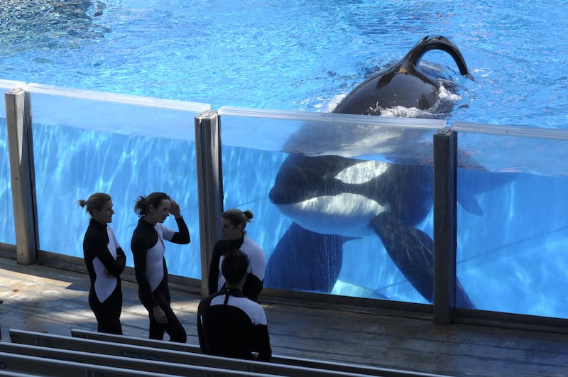 FILE — In this March 7, 2011 file photo orca whale Tilikum, right, watches as SeaWorld Orlando trainers take a break during a training session at the theme park's Shamu Stadium in Orlando, Fla. Tilikum, an orca that killed a trainer at SeaWorld Orlando in