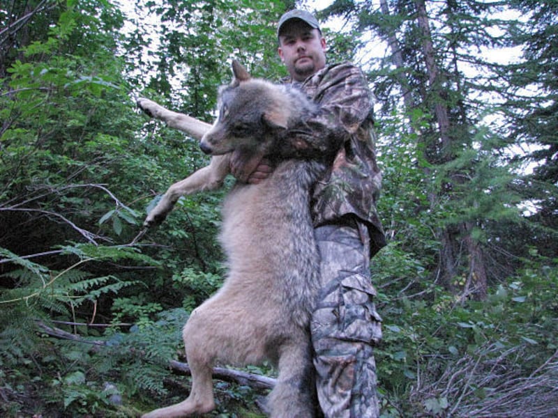 Robert Millage, of Kamiah, Idaho, holds the first reported wolf killed Tuesday in Idaho. Millage took the day off work to hunt the predators.