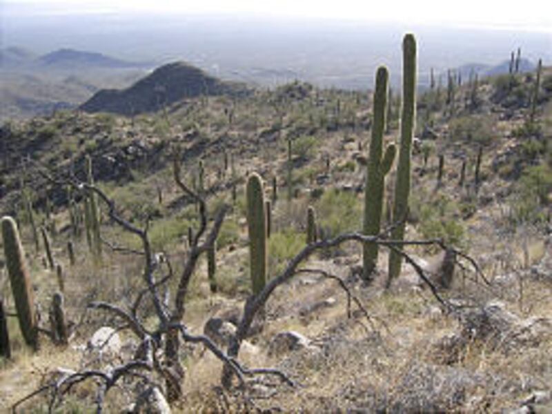 The rugged slopes of Sabino Canyon in the Santa Catalina Mountains are a popular hiking destination.