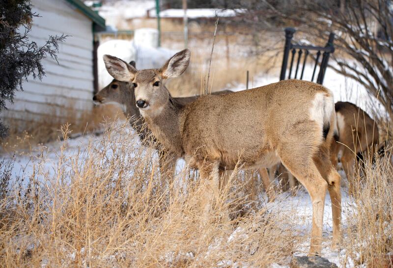 Mule deer forage in Pine, Colorado.