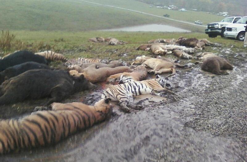In this photo obtained by the Associated Press, carcasses lay on the ground at the Muskingum County Animal Farm Wednesday, Oct. 19, 2011, in Zanesville, Ohio. Sheriff's deputies shot 48 animals , including 18 rare Bengal tigers and 17 lions, after Terry T
