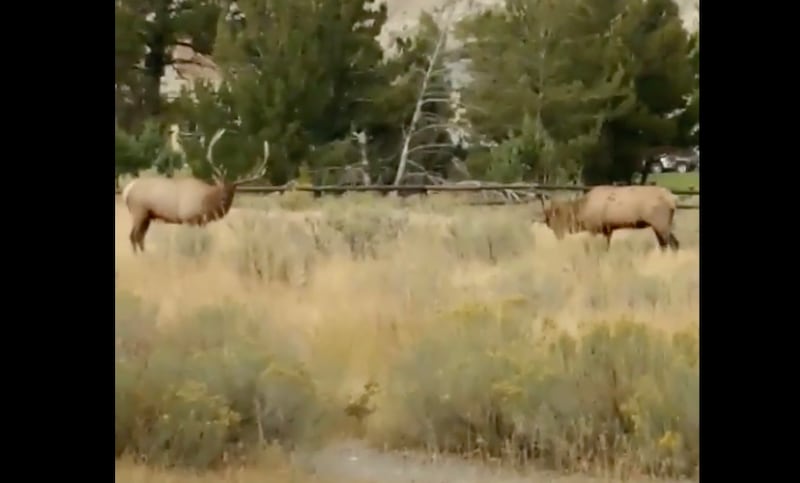 Boyce Schall of Arlee, Montana, captured the intense scene of an elk knocking down a man in Yellowstone National Park in a video that went viral Friday afternoon.