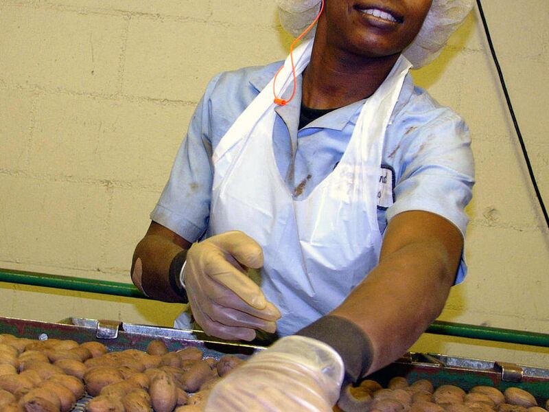 In this Tuesday, Nov. 28, 2006 file photo Ronica Clyde stands over a conveyor belt at Sunnyland Farms in Albany, Ga., culling pecans. A University Georgia researcher is being awarded a $1.2 million federal grant to study the nutritional benefits of pecans