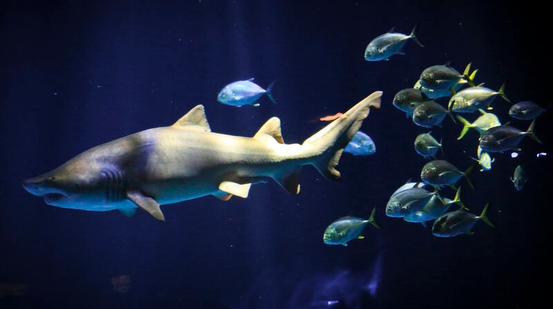 A school of fish trailing a shark in the New York Aquarium.