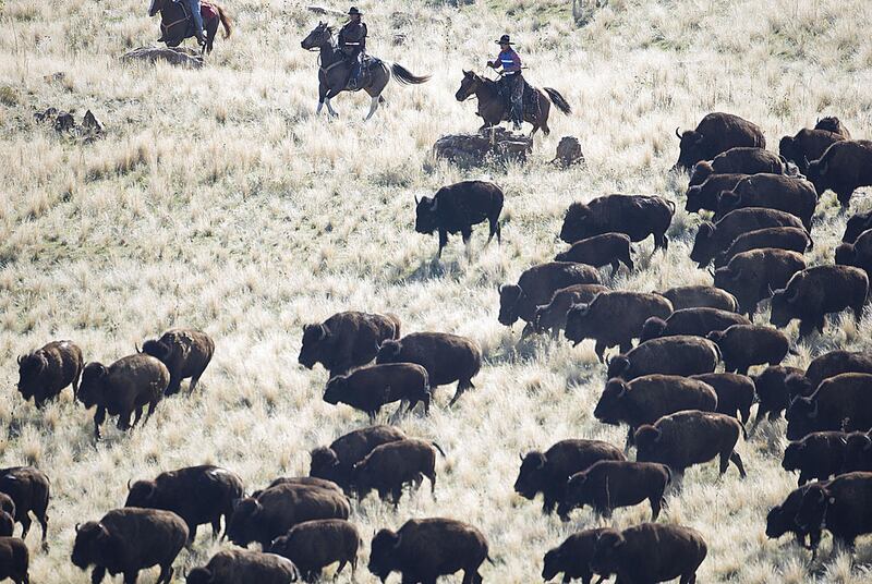 FILE - Horse riders push bison towards a holding corral during the 29th Annual Antelope Island State Park Bison Roundup on Antelope Island on Friday, Oct. 23, 2015.