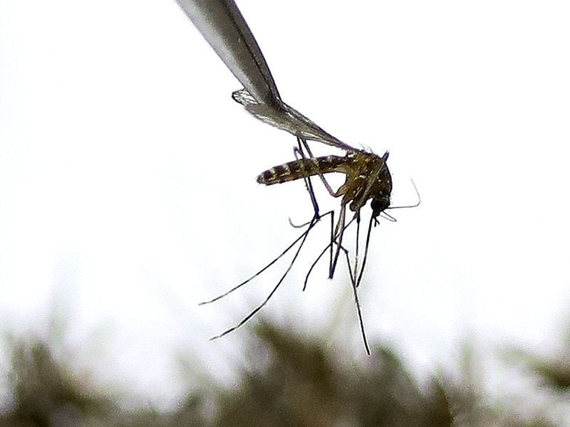 Mosquitoes are sorted by type at the Salt Lake Mosquito Abatement District laboratory in Salt Lake City, May 27, 2021.