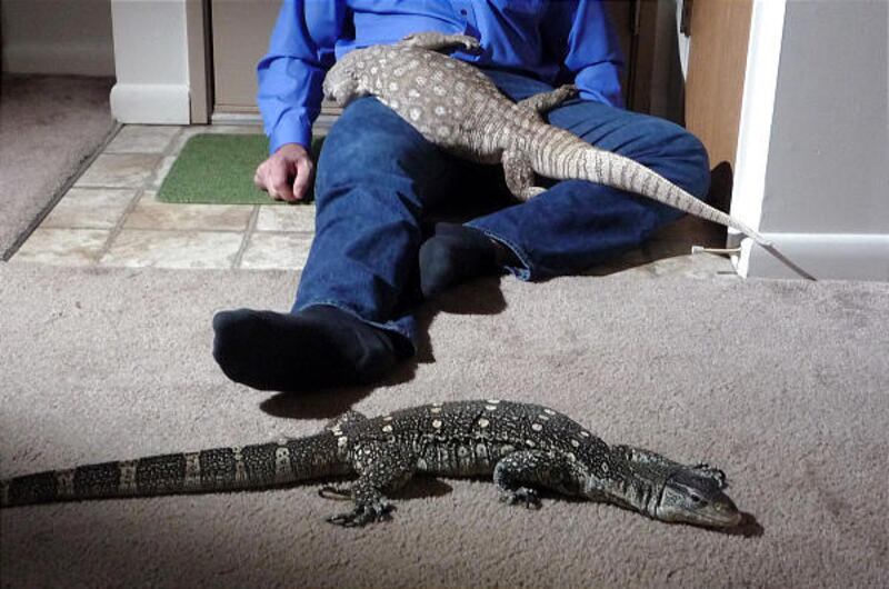 "Fatal Attractions" re-creates the killing of a lizard owner by his dangerous pets.