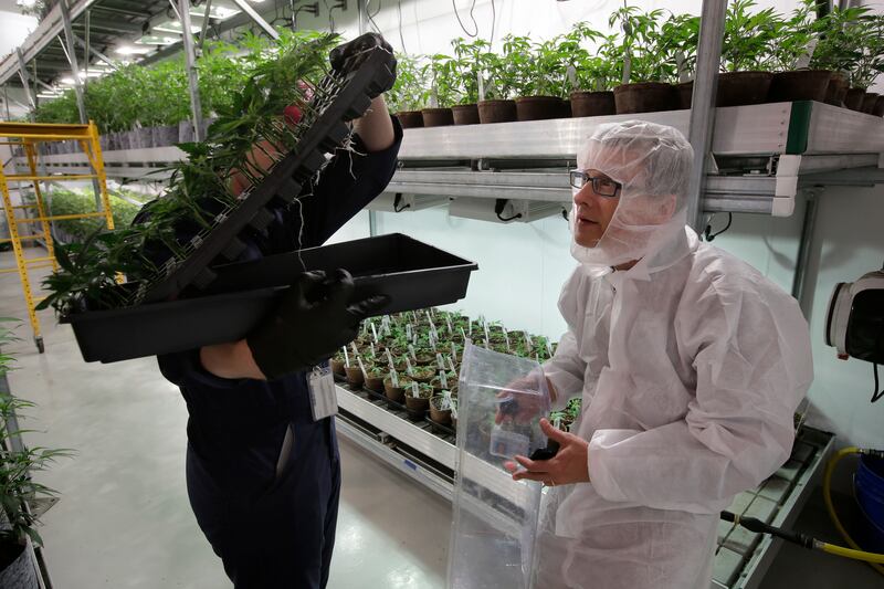 Mark Vlahos, head grower at Sira Naturals Inc., Mark, left obscured behind plant tray, and Michael Dundas, right, the company's CEO, examine cannabis plants on Thursday, July 12, 2018, at the Sira Naturals medical marijuana cultivation facility in Milford