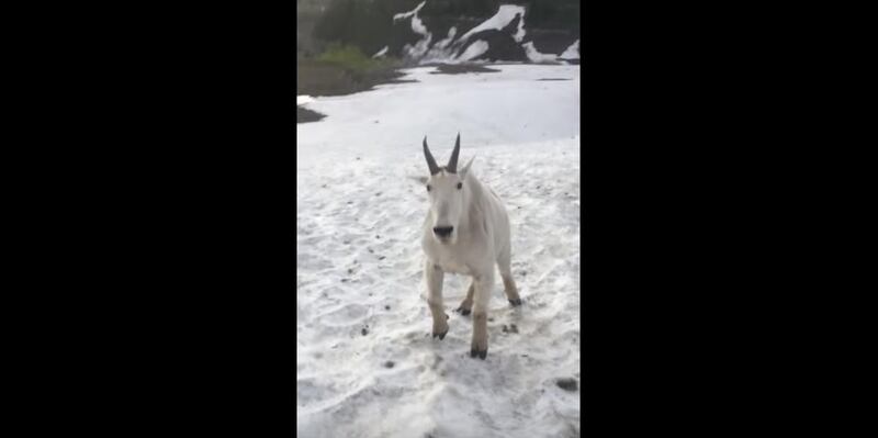 While hiking in Mount Timpanogos on Sunday, Kevin Slider said a mountain goat right toward him.