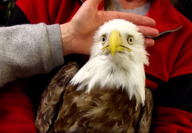 A bald eagle that was brought into the Wildlife Rehabilitation Center of Northern Utah for care.