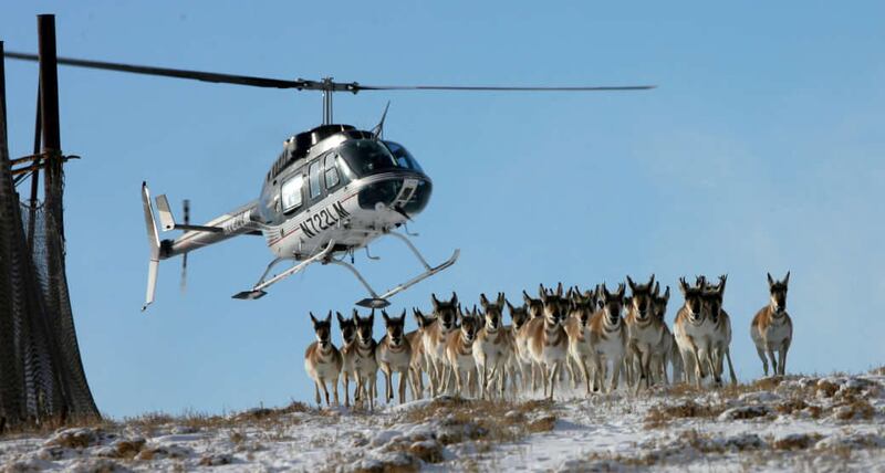 This 2005 file photo shows a helicopter herding antelope near Loa, Utah. Four people were inside a Utah Department of Public Safety helicopter Tuesday when it made a hard landing in Wayne County, but no injuries were reported.
