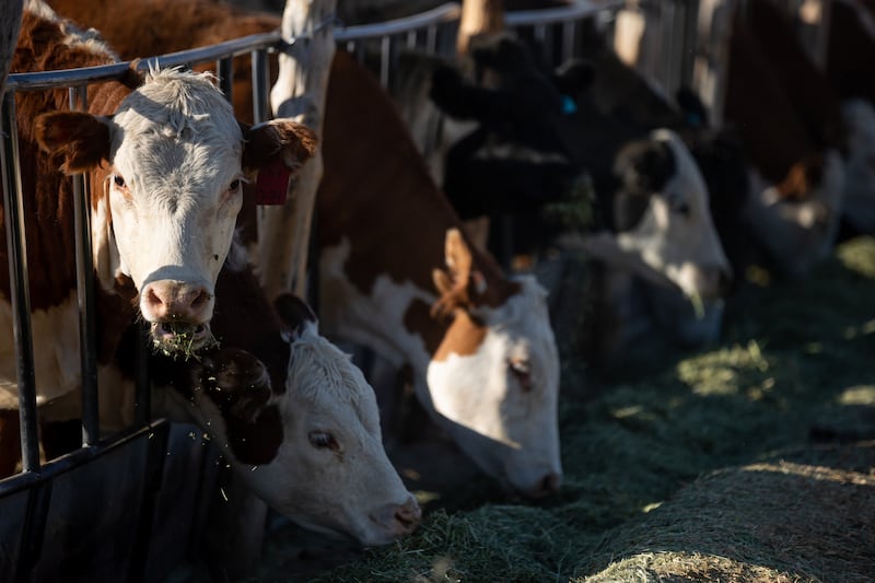 Cattle eat on Reyes Carballo’s ranch in Parowan on Monday, June 21, 2021.
