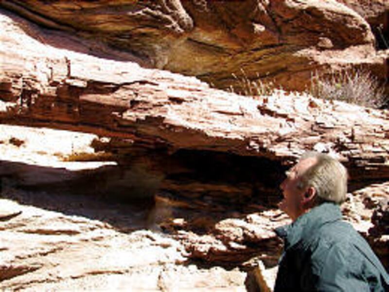 Wally Stout examines an exposed section of petrified log in Washington County. Huge petrified logs have been hauled away, the BLM says.