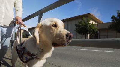 Phil, a guide dog puppy at Guide Dogs for the Blind, in "Pick of the Litter."