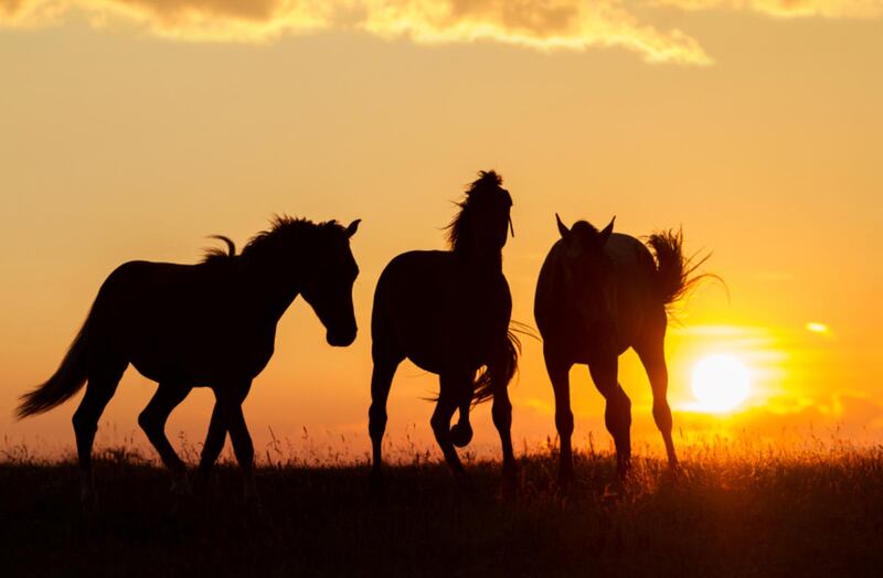 Field offices of the Utah Bureau of Land Management want to conduct population studies of wild horses and burros to arrive at better management strategies. Leaders from several rural counties in Utah have complained about excessive numbers.