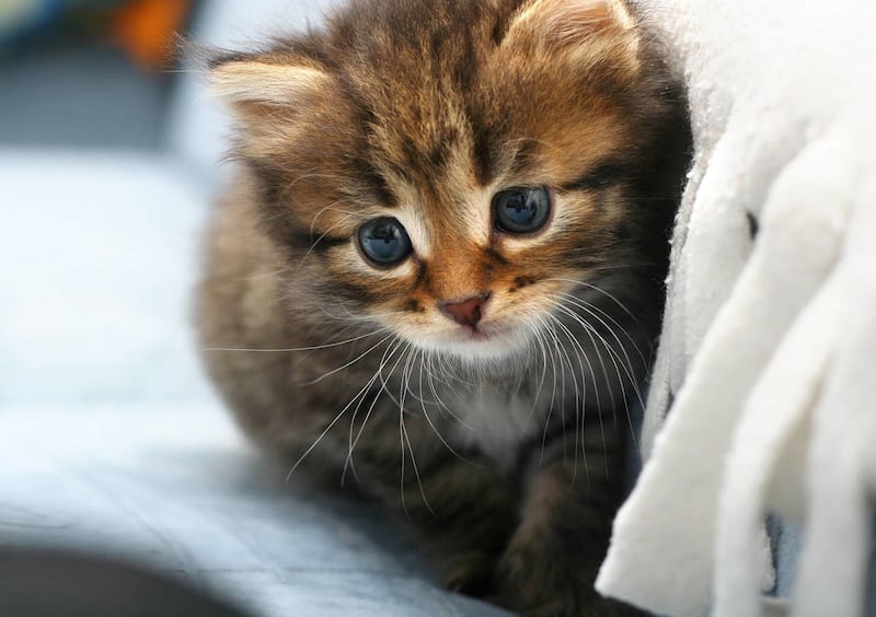 A new study by Japanese researchers finds that looking at adorable pictures of cute, furry animals can increase productivity and is being referred to as "<i>kawaii</i>," the Japanese word for cute.