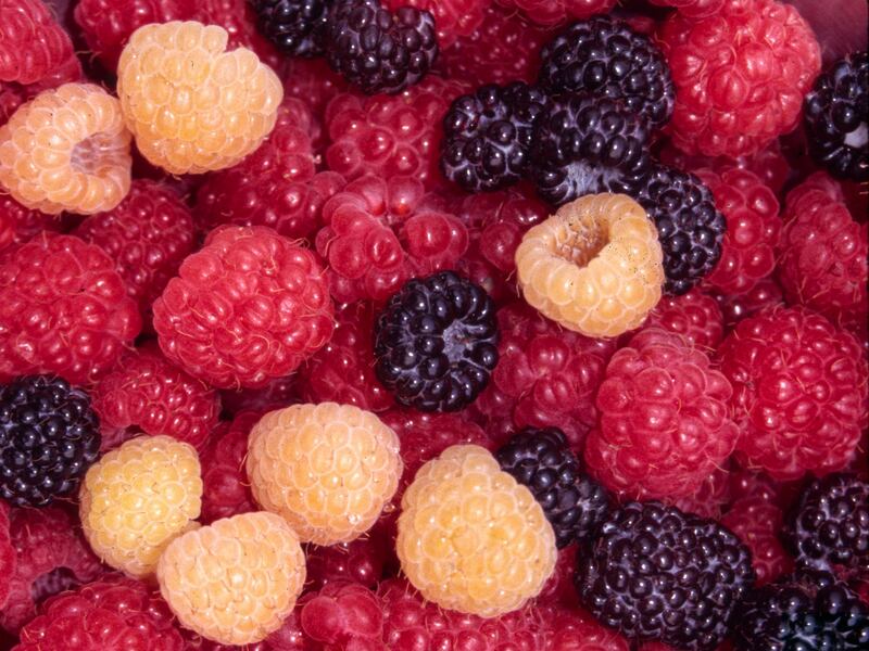 This undated photo shows red, yellow, and black raspberries.