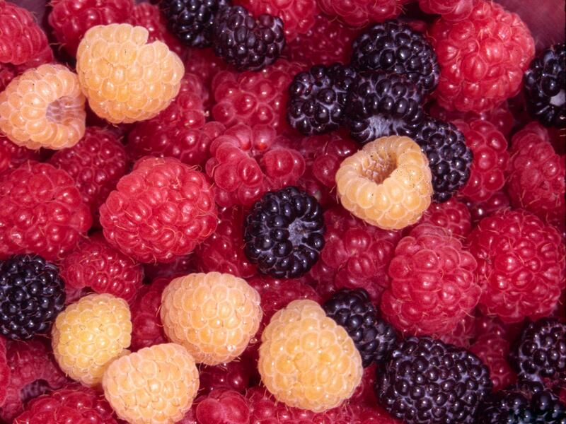 This undated photo shows red, yellow, and black raspberries.