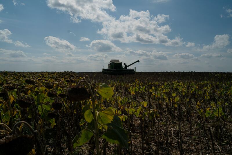 Army tank in corn field