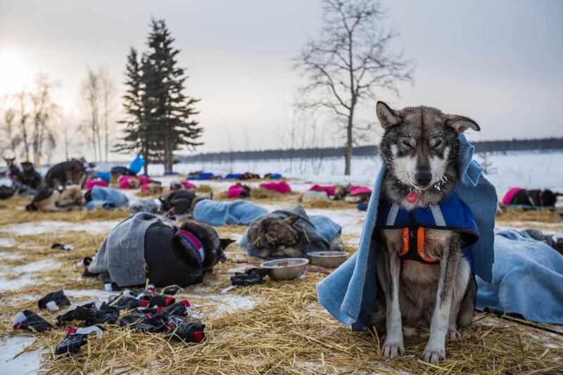 A dog in musher Steve Watkins’ team rests sitting up at the Tanana, Alaska, checkpoint during the Iditarod Trail Sled Dog Race, Wednesday, March 11, 2015.
