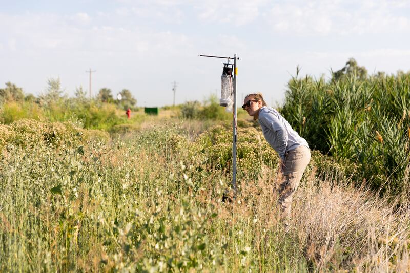 Angelena Todaro, an intern with the Salt Lake Mosquito Abatement District, examines a mosquito trap in Salt Lake City.