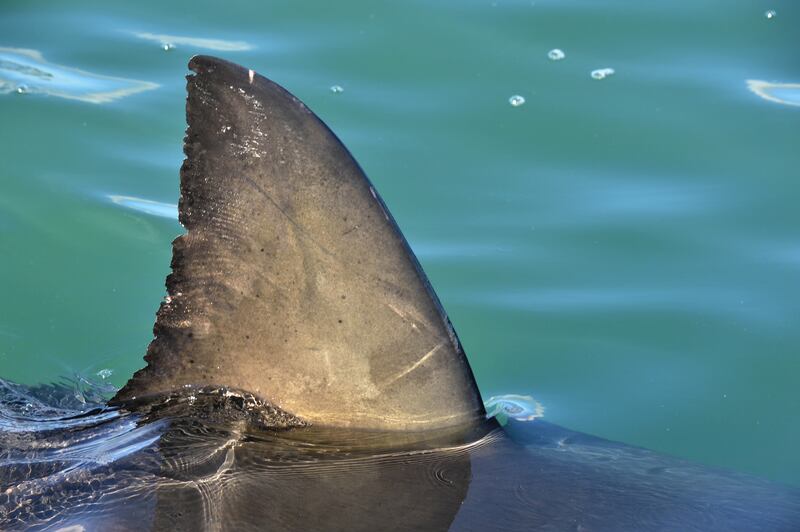 A new video of a great white shark has scientists puzzled.