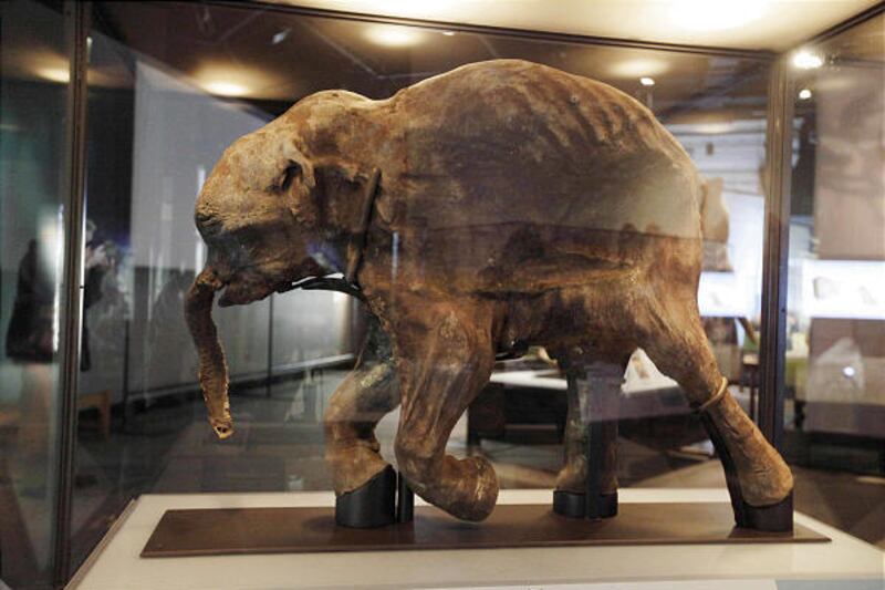 The most complete woolly mammoth specimen ever found in Chicago.