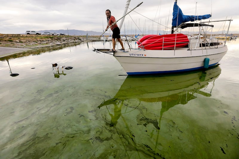 Jeff Mortensen guides the boat Odyssia through algal blooms in Utah Lake toward a boat ramp at the Lindon Marina in Vineyard.