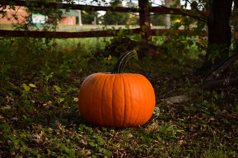 A pumpkin sits in a field.