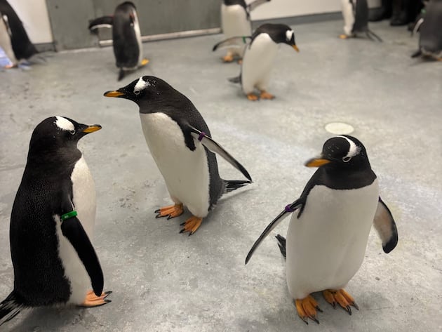 Close encounters of the penguin kind