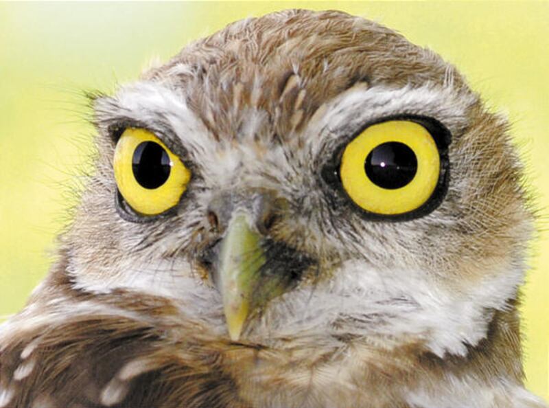 A burrowing owl scans the horizon while sitting outside its hole Tuesday in Yuma, Ariz. The burrowing owl hunts all day and night, and it is most active in the morning and evening. Its diet includes insects, rodents, reptiles, young rabbits and other bird