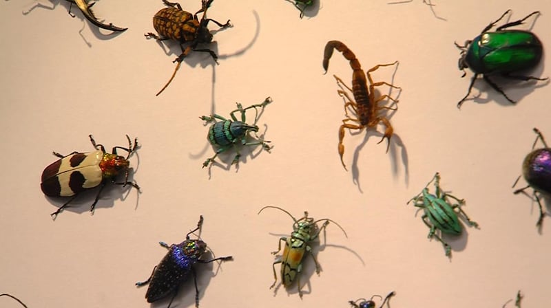 20140402 Jean-Michel Arrigona, the owner of Natur, collects bugs from all around the world. The colors, texture and shine are all natural.