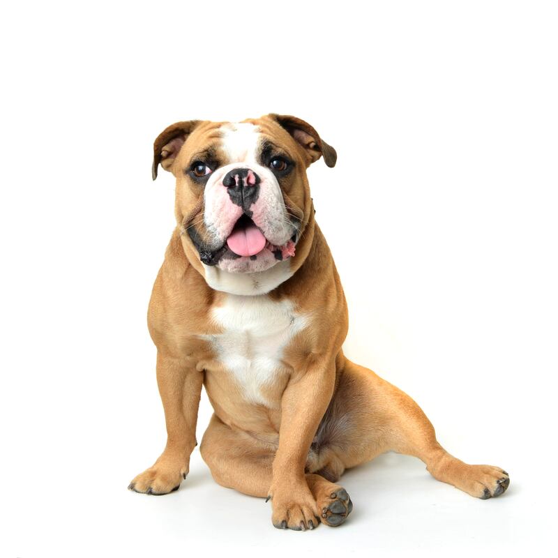 Handsome Dan, the mascot for Yale University.
