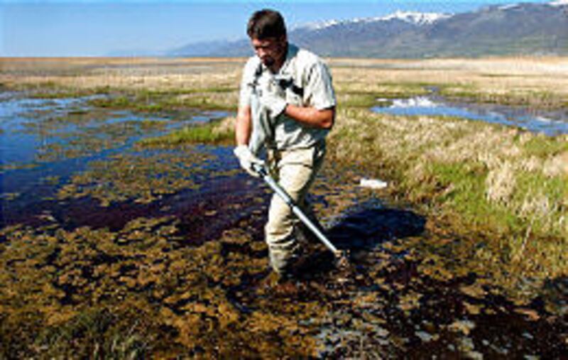 Getting a jump on the season, Michael Potter spreads a mosquito larvacide on marshy ground at the Farmington Bay Waterfowl Management Area Monday.
