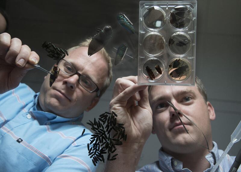 BYU assistant professor Seth Bybee and postdoctoral student Nathan Lord work together on a project to research beetle visual systems on Wednesday, June 29, 2016, at Brigham Young University in Provo. Their research could help stop the infestation of emera