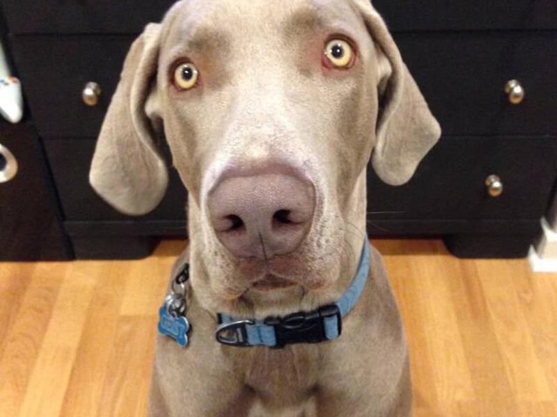 Geist, a 110-pound Weimaraner, was shot and killed June 18, 2014, by a Salt Lake police officer. The dog was in its own backyard in Sugar House, where the officer entered to look for a missing 3-year-old boy.